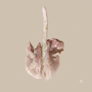 Lungs (Phpera)