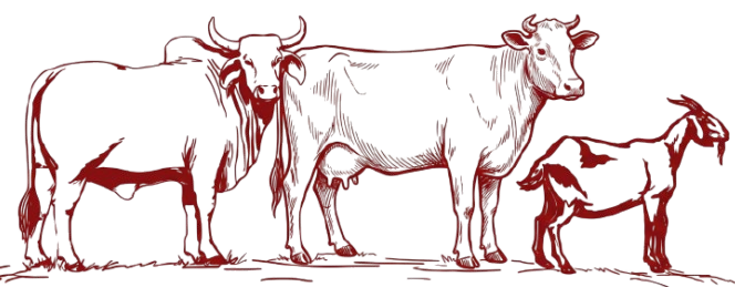 Book Qurbani