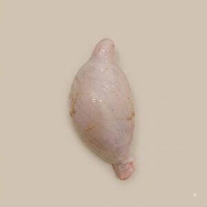 Kapura (Testical)